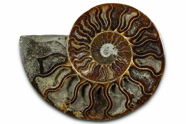 Cut & Polished Ammonite Fossil (Half) - Madagascar #364872